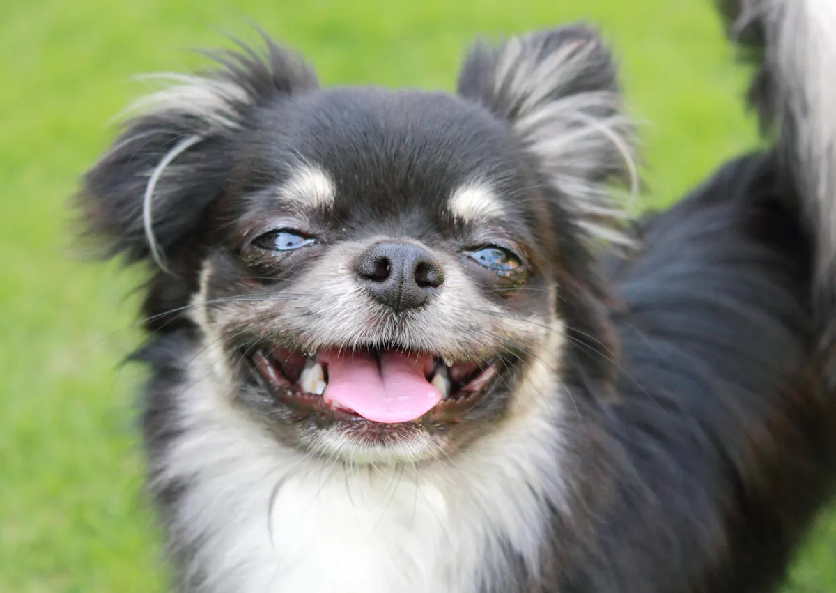 Chihuahua qui tire la langue et regarde l'objectif