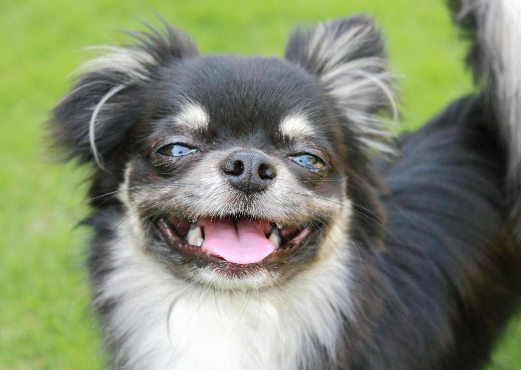 Chihuahua qui tire la langue et regarde l'objectif