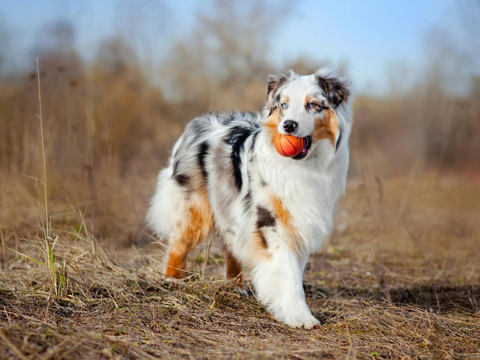 Berger Australien qui tient une belle dans sa gueule