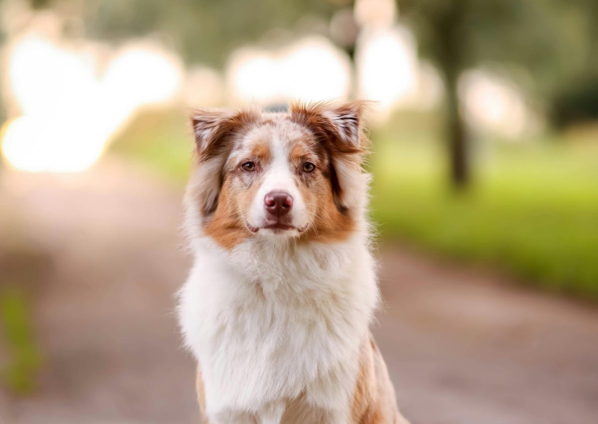 Berger Australien qui regarde l'objectif assis
