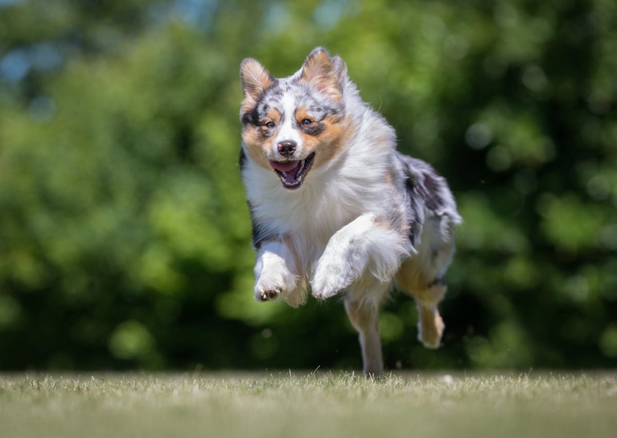 Berger Australien qui fait un bond dans un champs