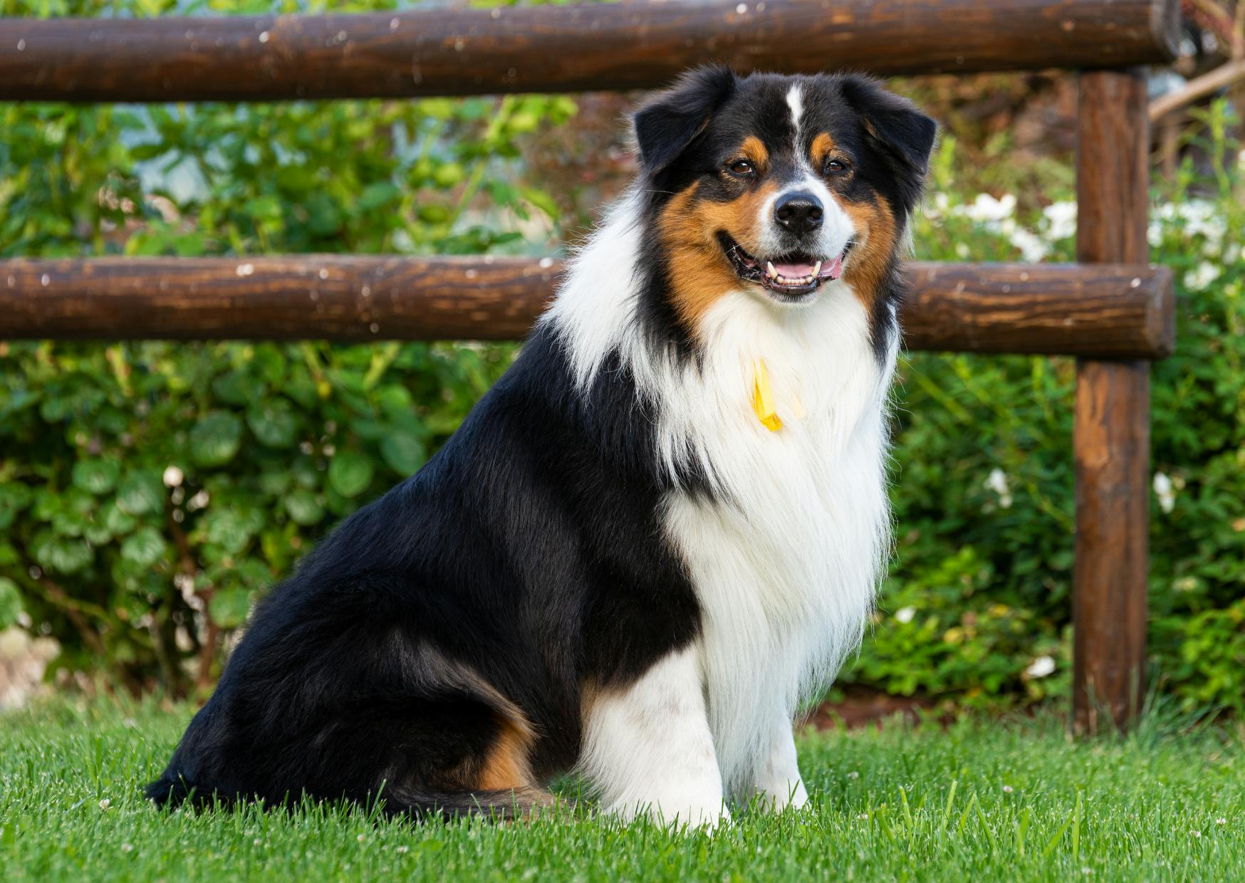 Berger Australien qui est assis dans une pelouse, il tire la langue et regarde l'objectif