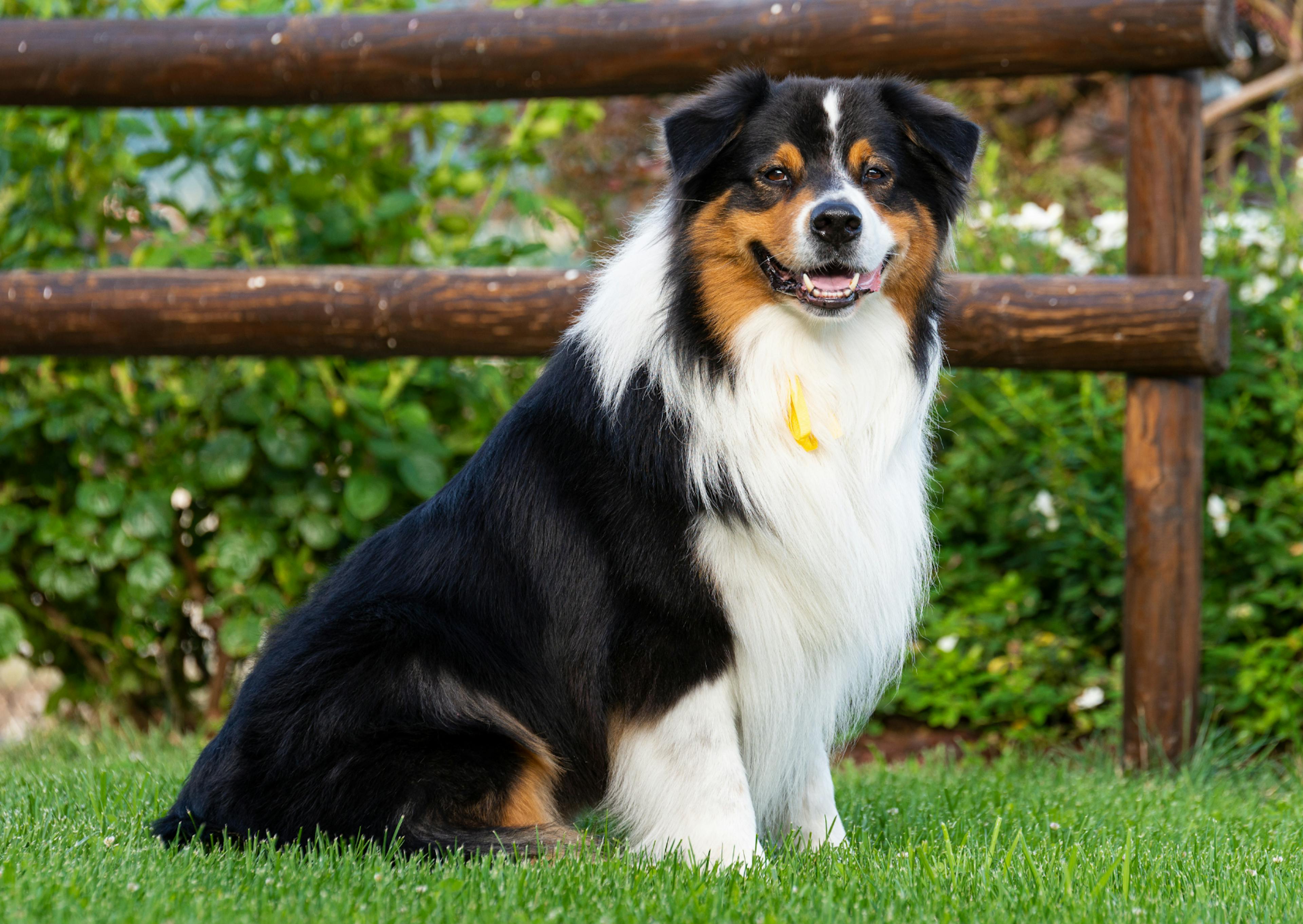 Berger Australien qui est assis dans une pelouse, il tire la langue et regarde l'objectif