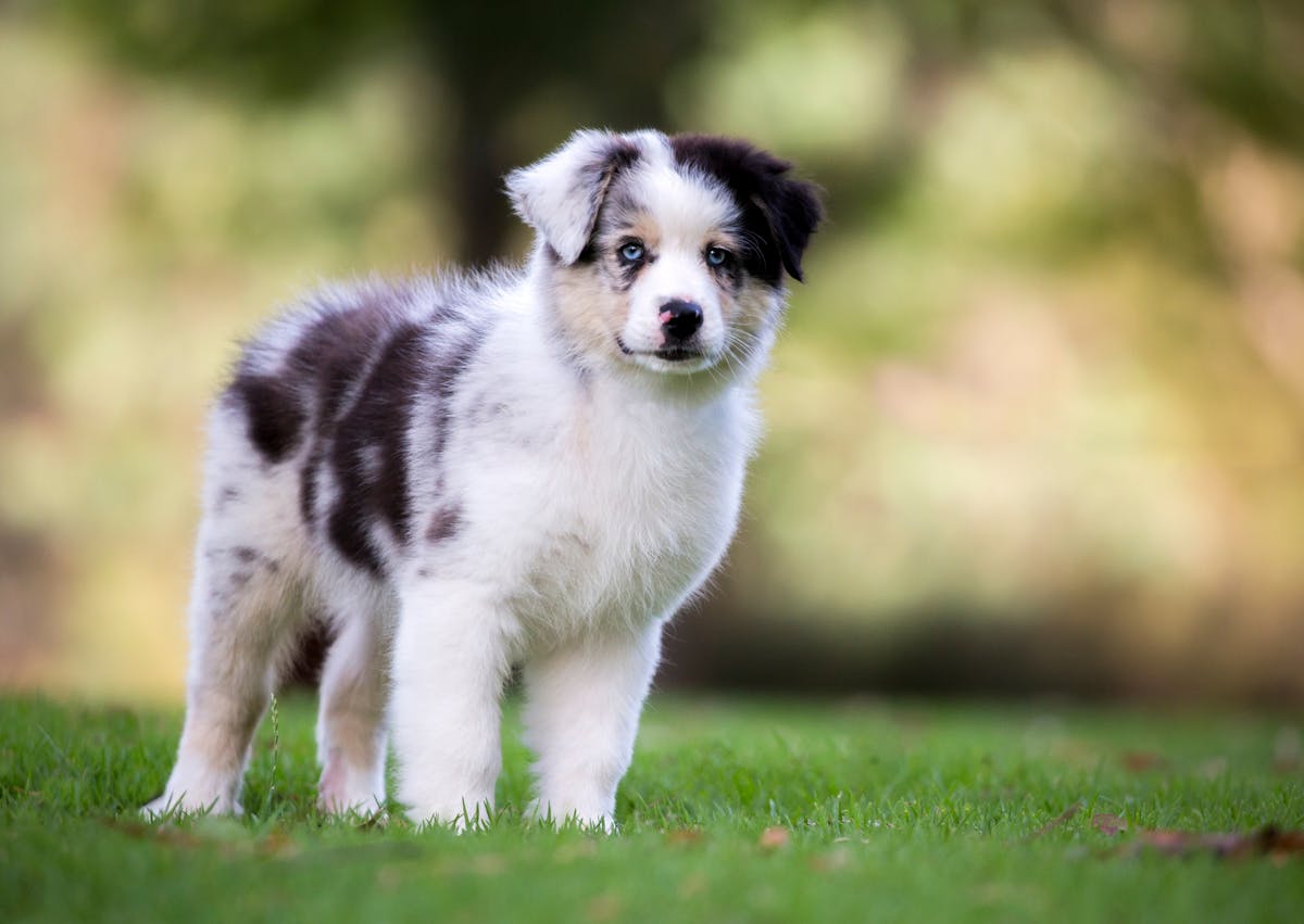 Chiot Berger Australien, il est debout sur une pelouse