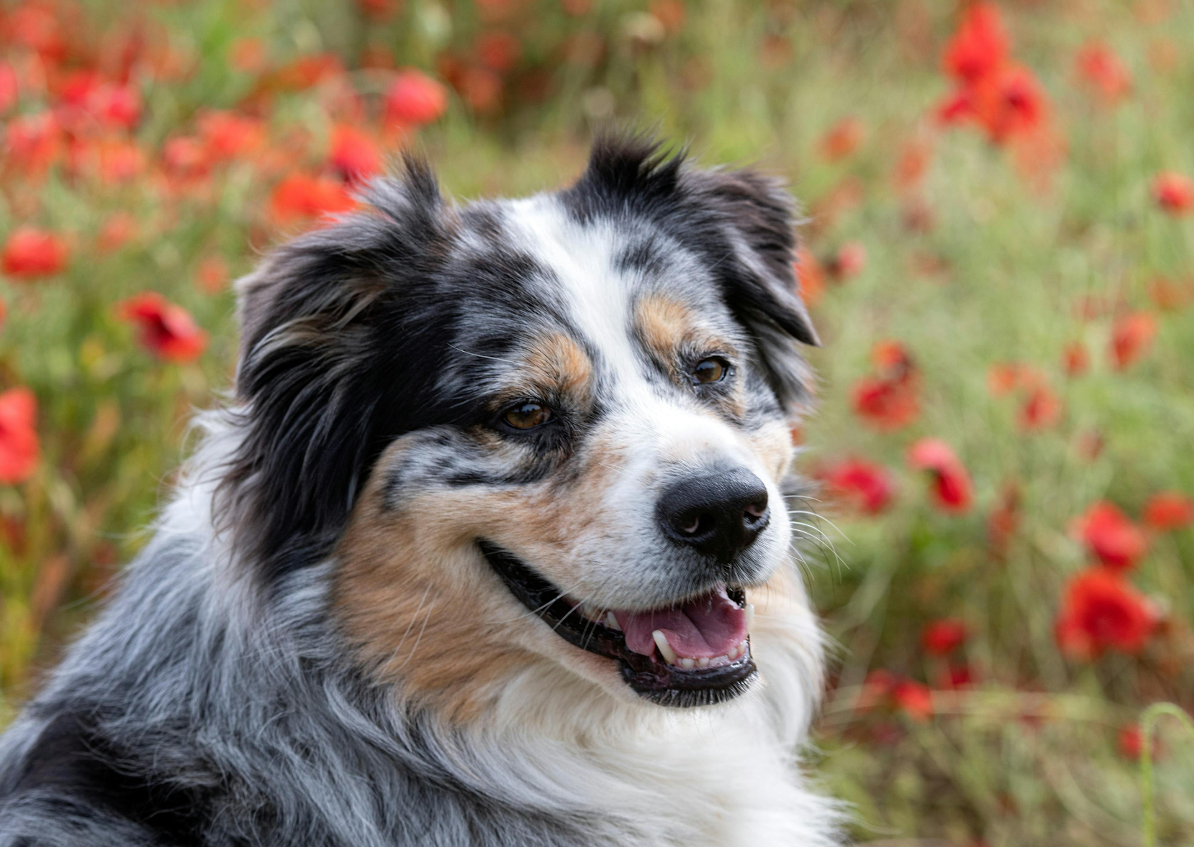 Berger Australien couché, il regarde au loin