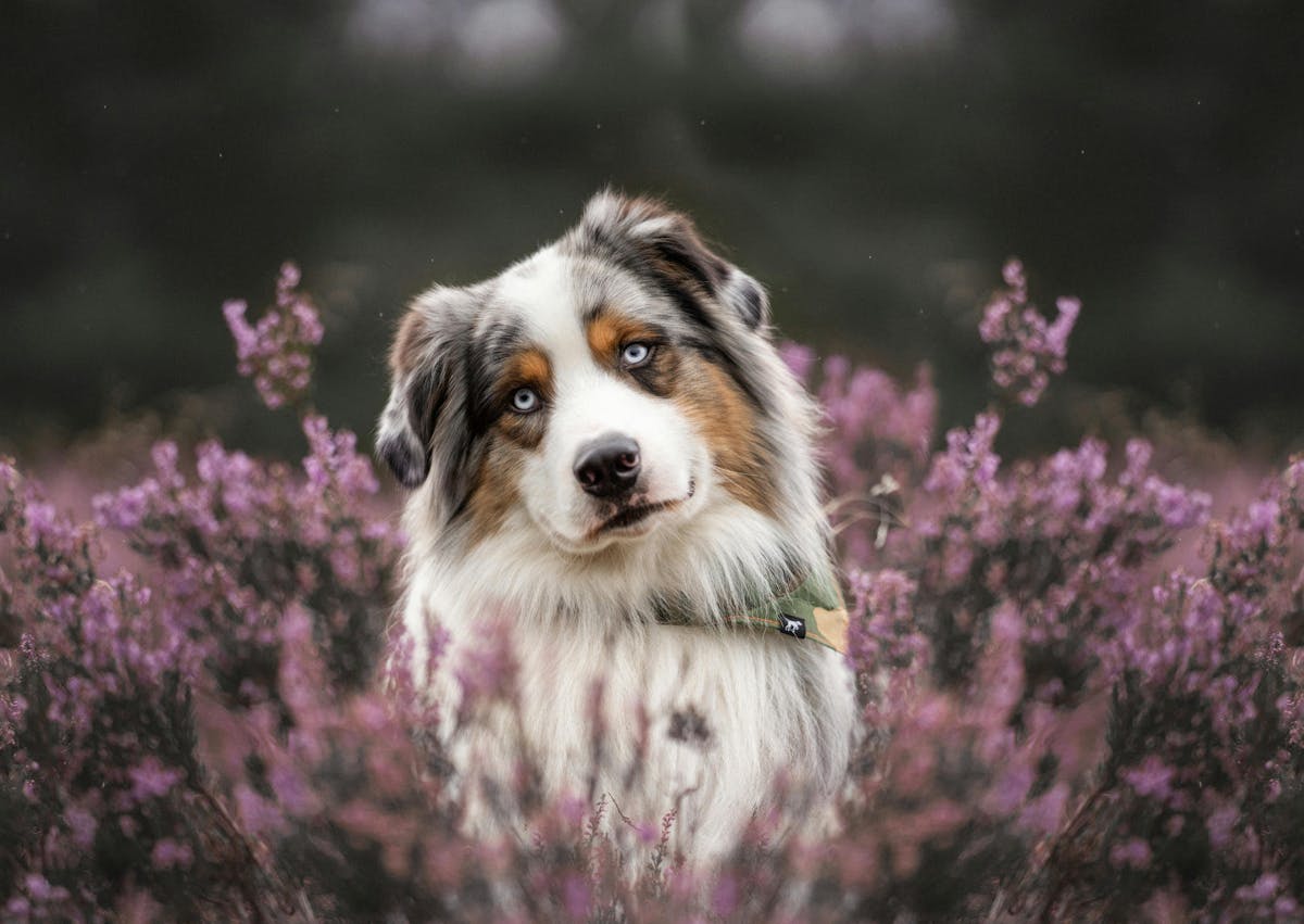 Berger Australien couché dans un champs de lavande, il tourne legerement la tête