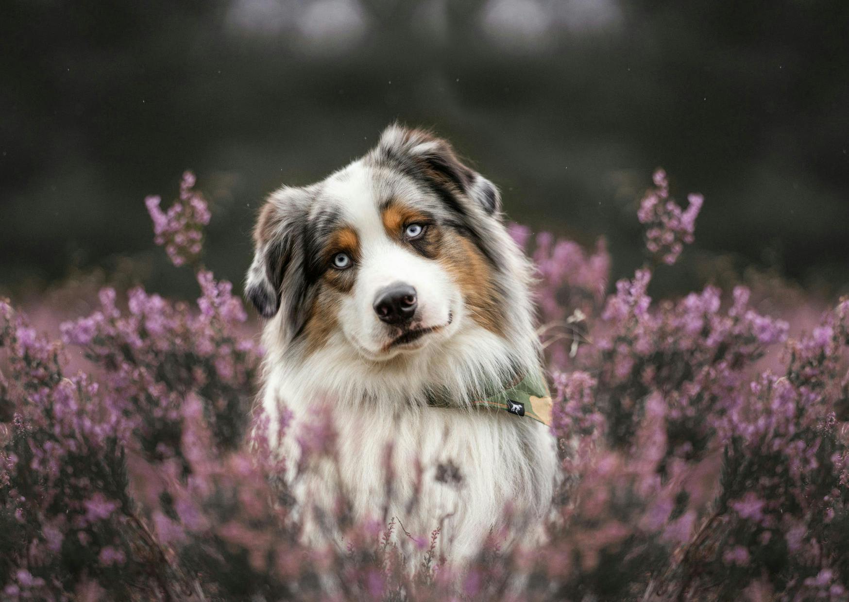 Berger Australien couché dans un champs de lavande, il tourne legerement la tête