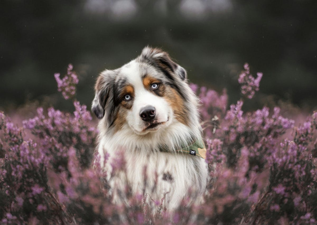 Berger Australien couché dans un champs de lavande, il tourne legerement la tête 