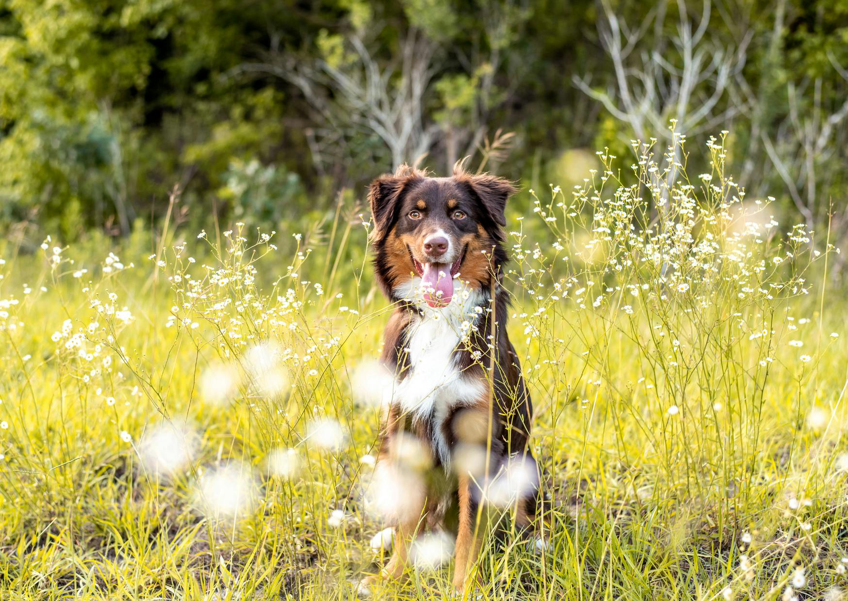 Berger Australien assis dans un champs d'herbes hautes