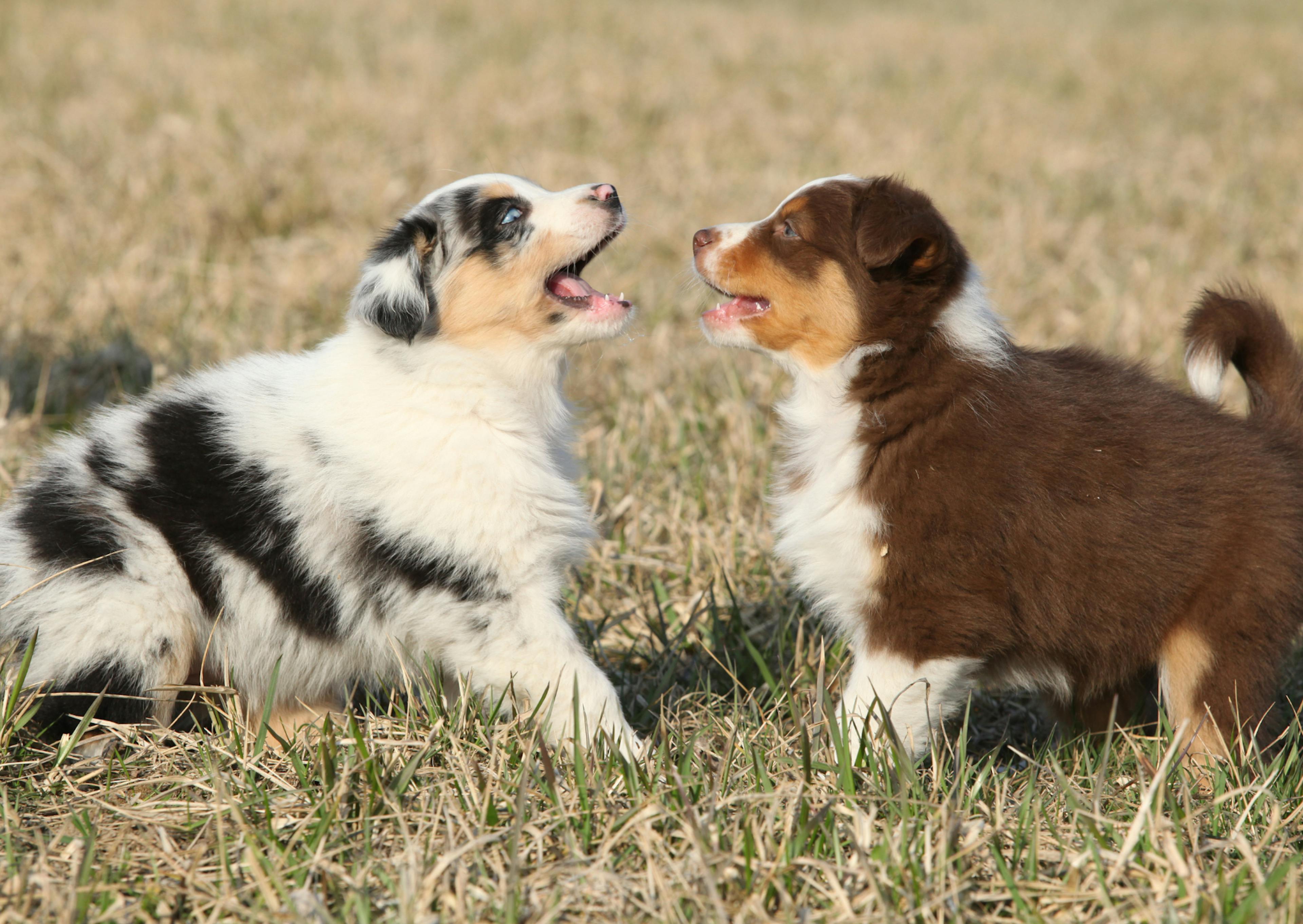 2  chiots Berger Australien, il jouent dans un champs 
