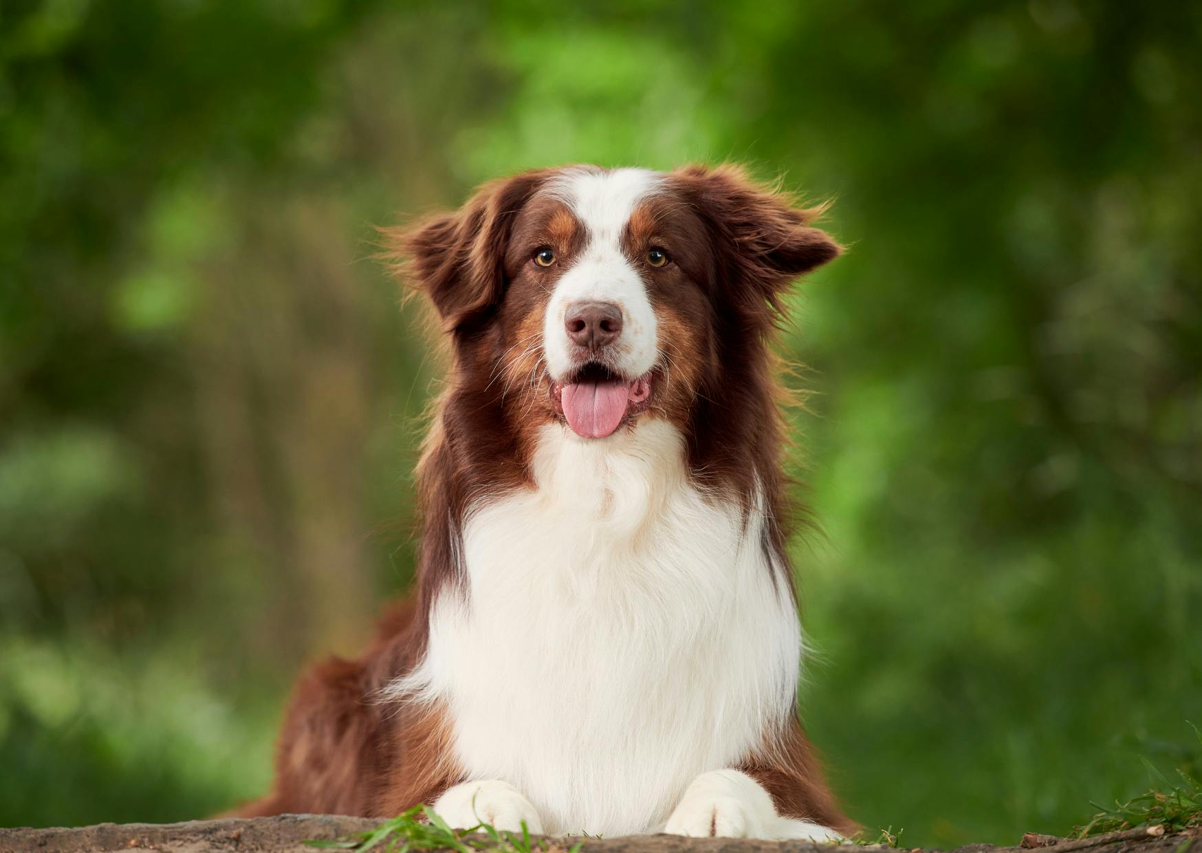 Berger Australien couché et il tire la langue