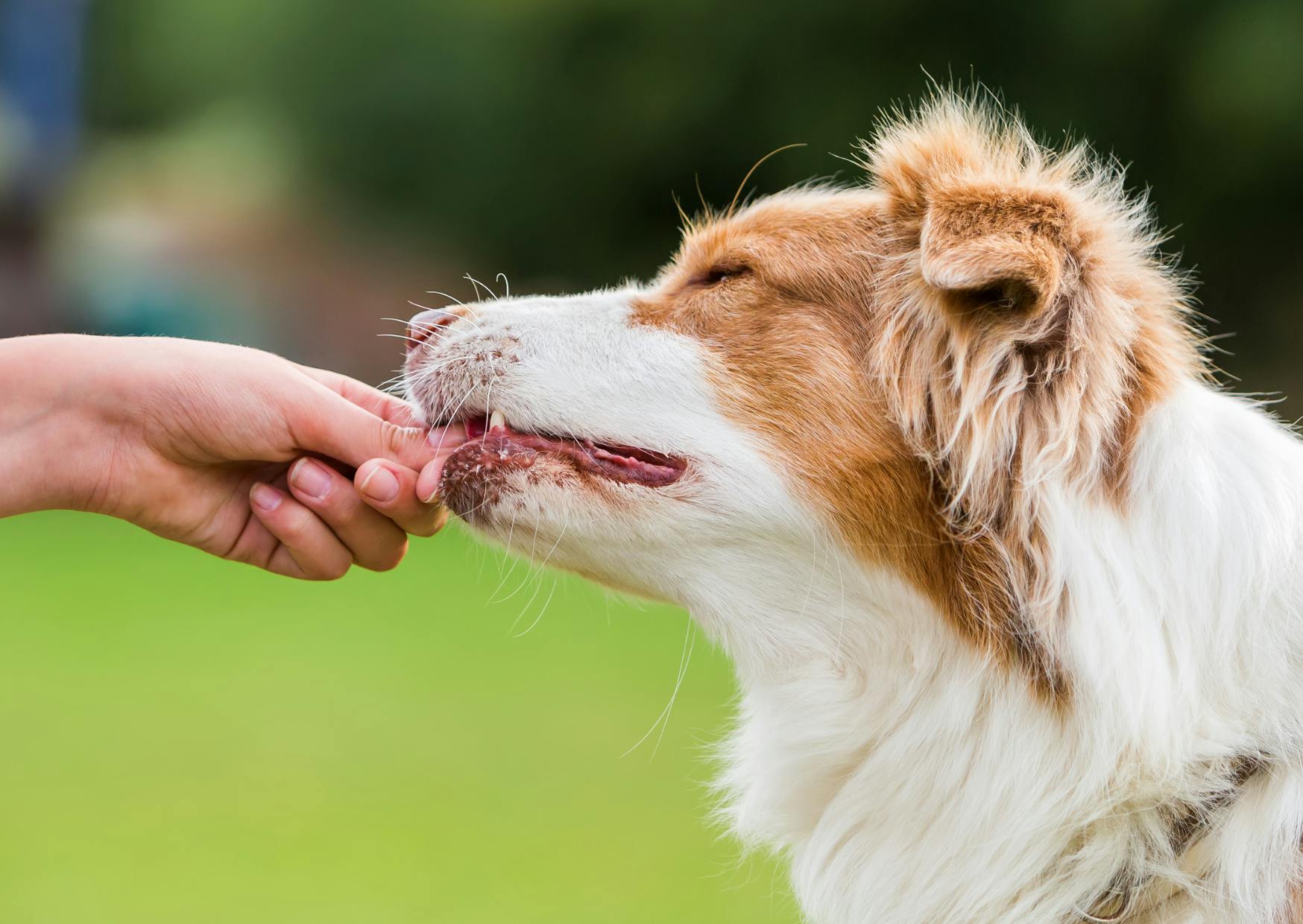 Berger Australien qui mange une friandise de la main de son maître