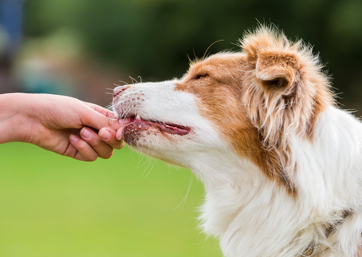 Berger Australien qui mange une friandise de la main de son maître 
