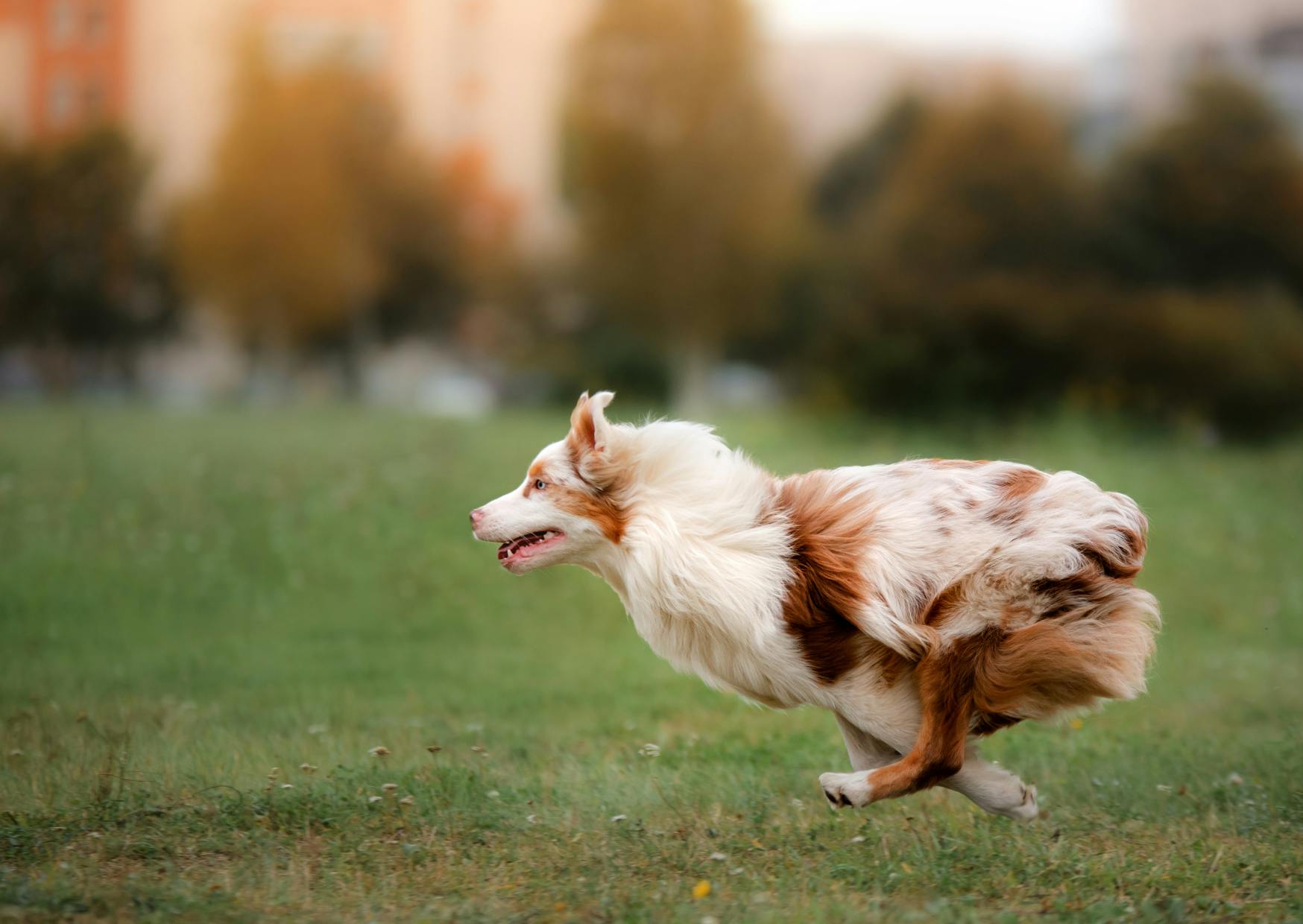 Berger Australien qui court à toute vitesse