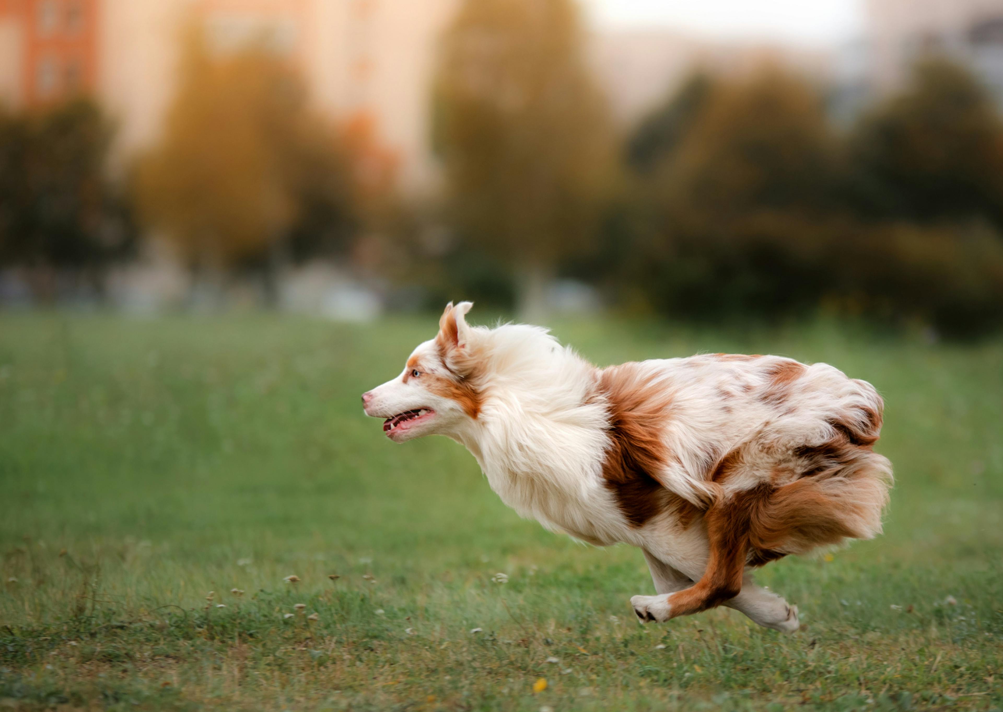 Berger Australien qui court à toute vitesse
