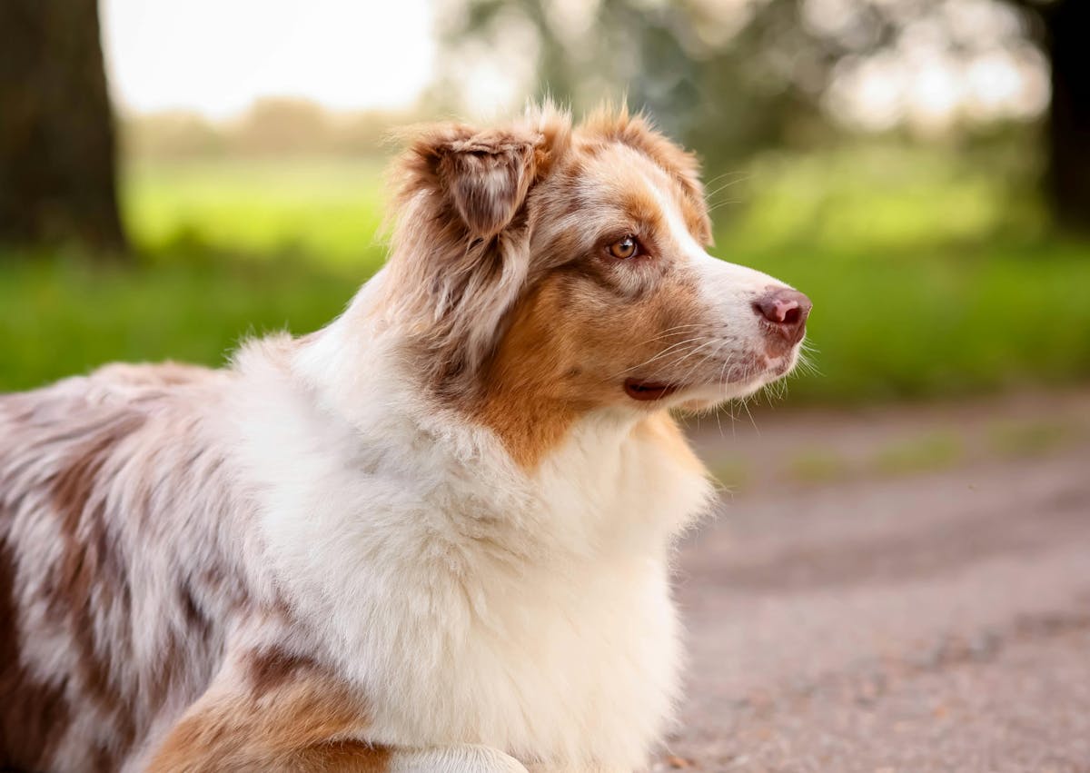 Berger Australien qui regarde au loin, il est dehors 