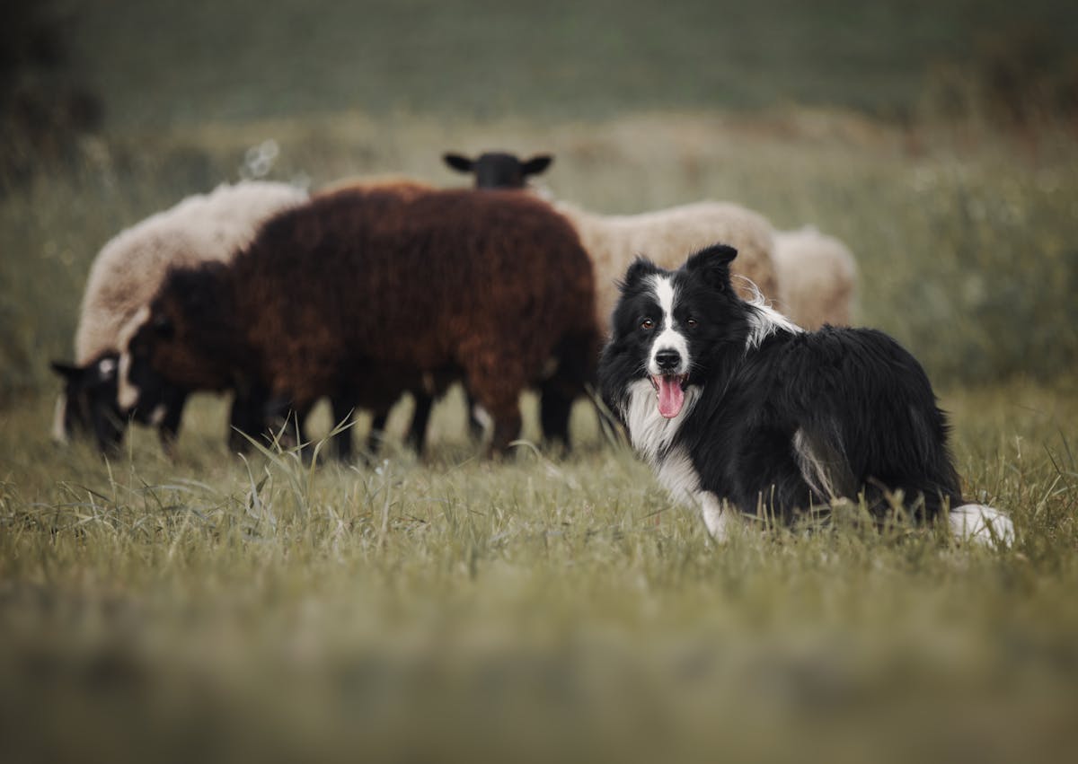 Border Collie devat un troupeaux, il est tourné et regarde l'objectif 