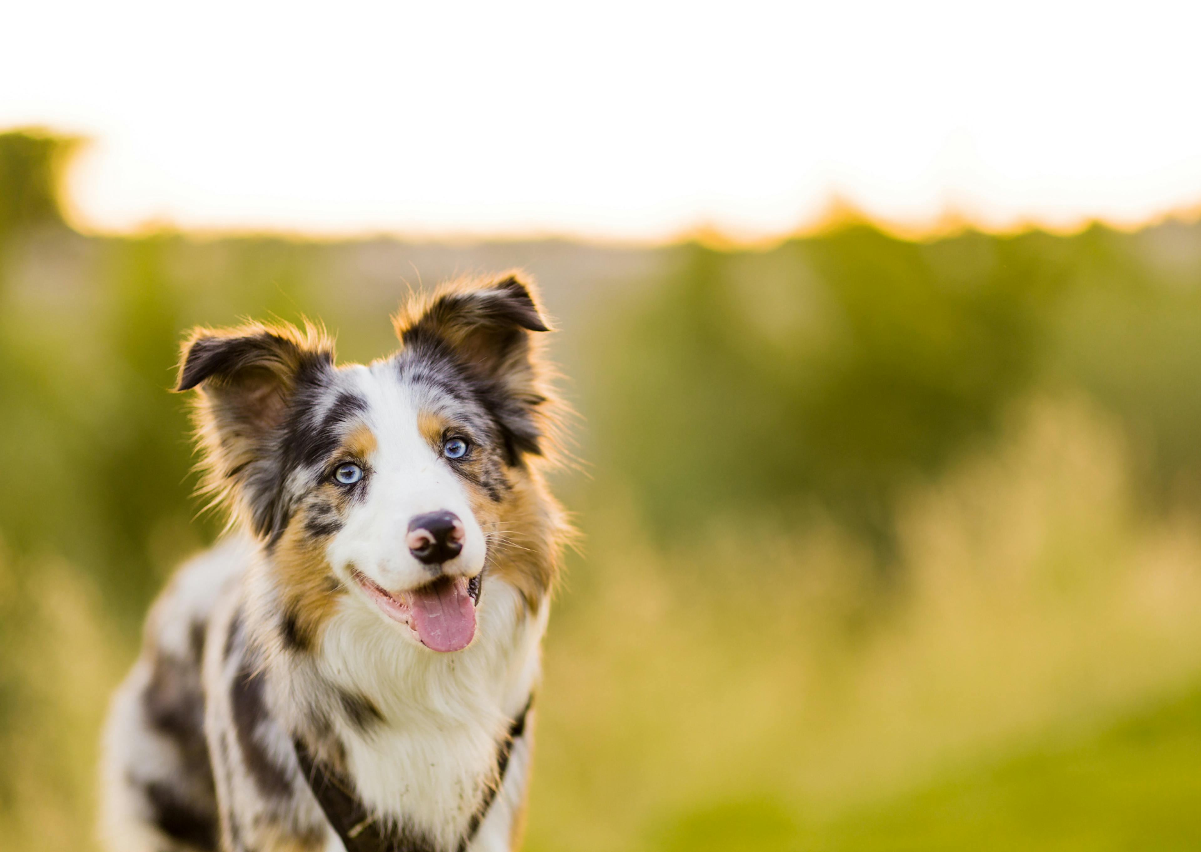 Border Collie qui regarde au loin