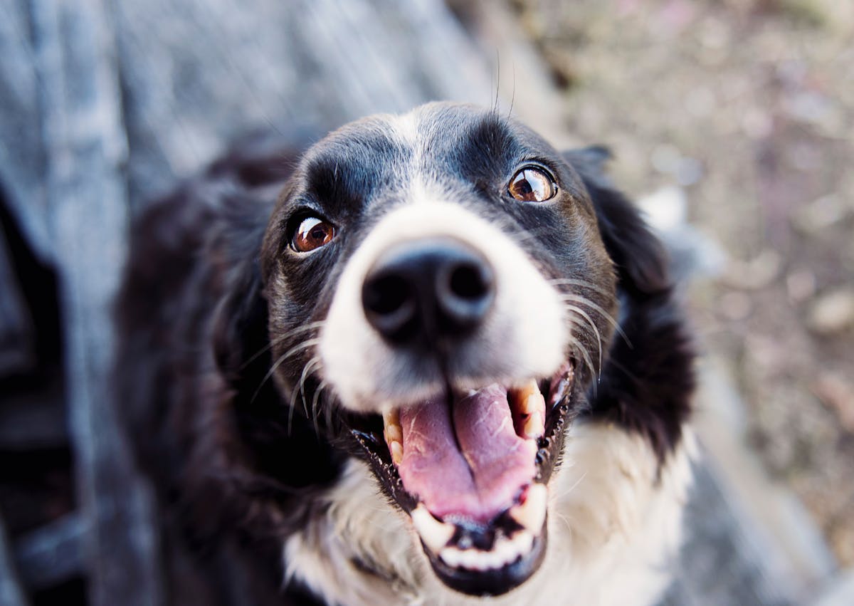 Border Collie pris d'en haut, il ouvre la gueule l'air heureux