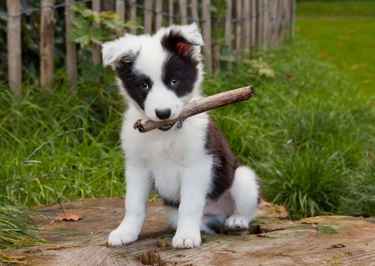 Chiot Border Collie, il tient un bâton en bois dans sa gueule