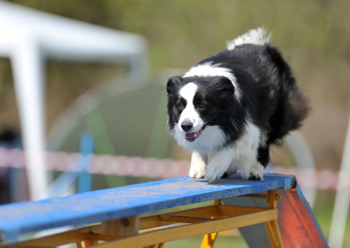 Border Collie qui fait de l'agility