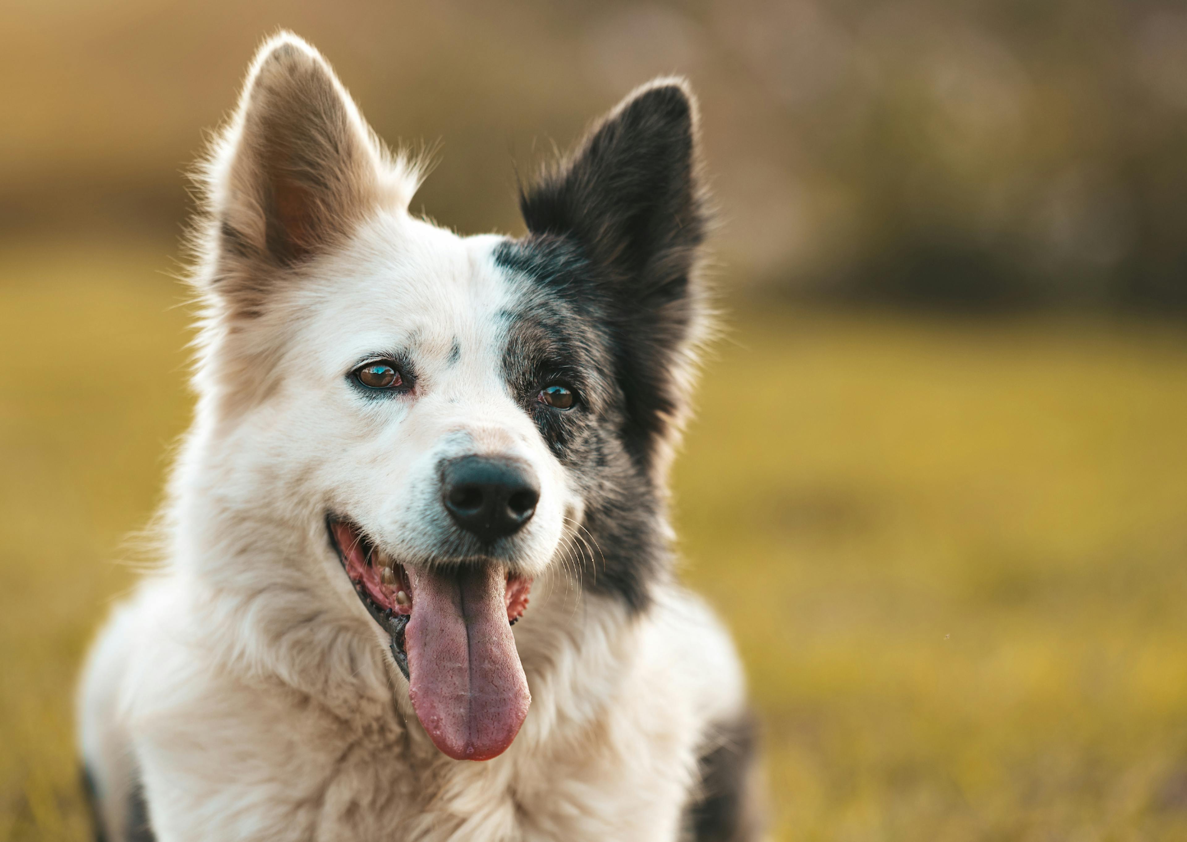 Border Collie qui tire la langue et regarde au loin 