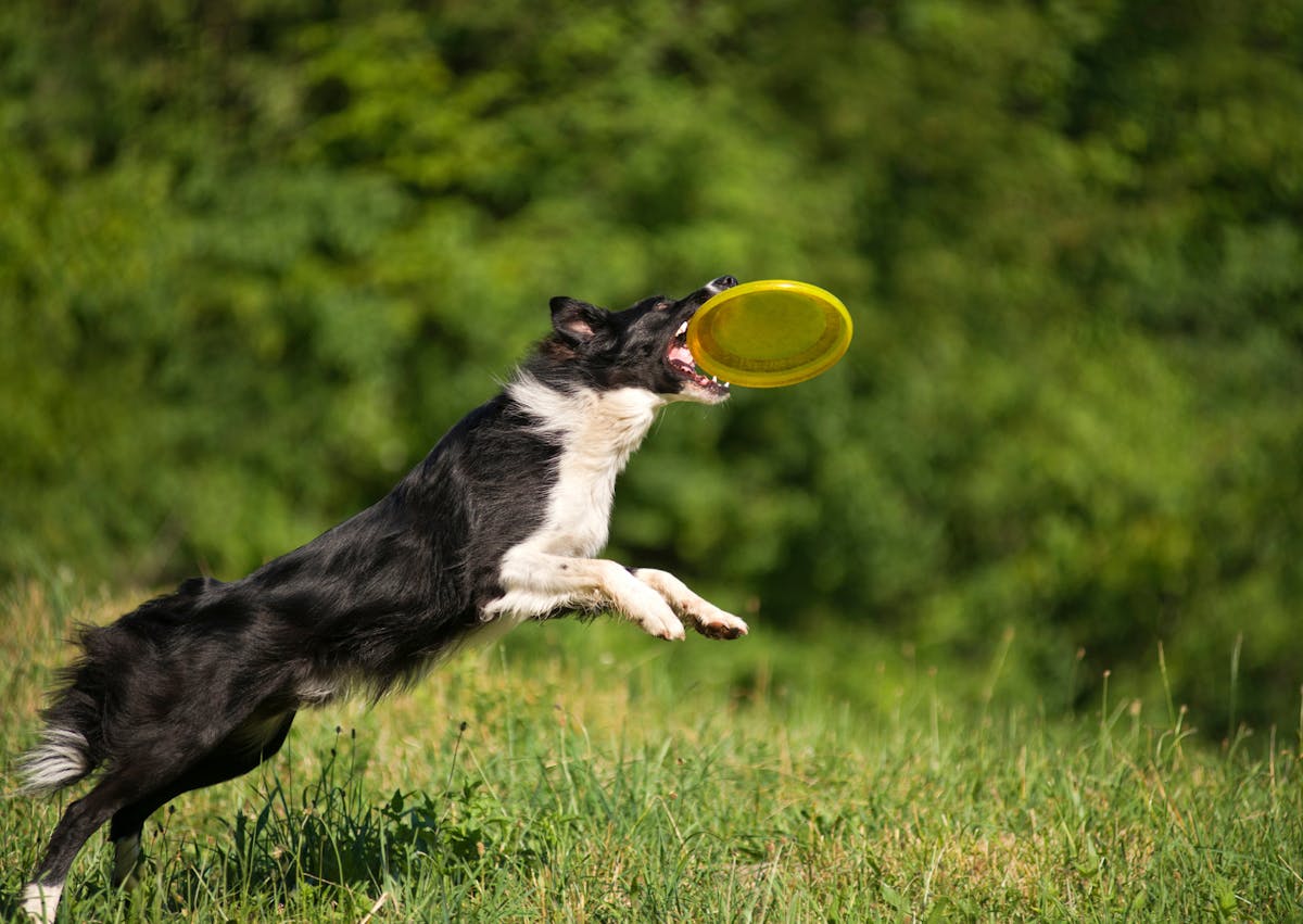 Border Collie qui attrape un Frisbee en vol