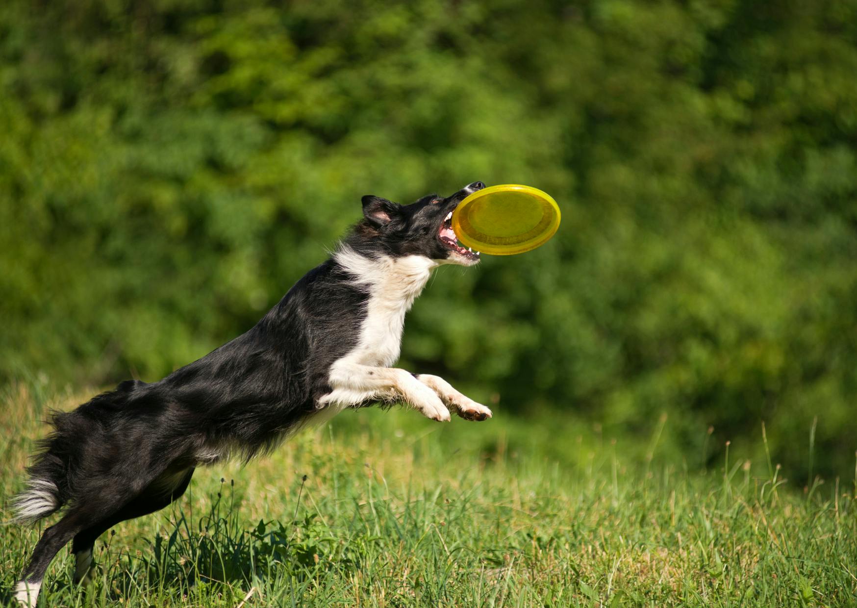 Border Collie qui attrape un Frisbee en vol