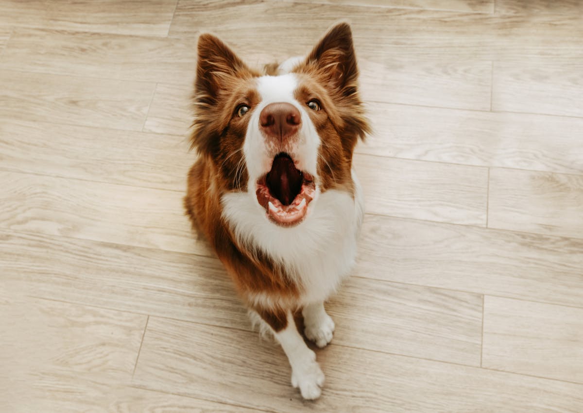 Border Collie qui fait le loup