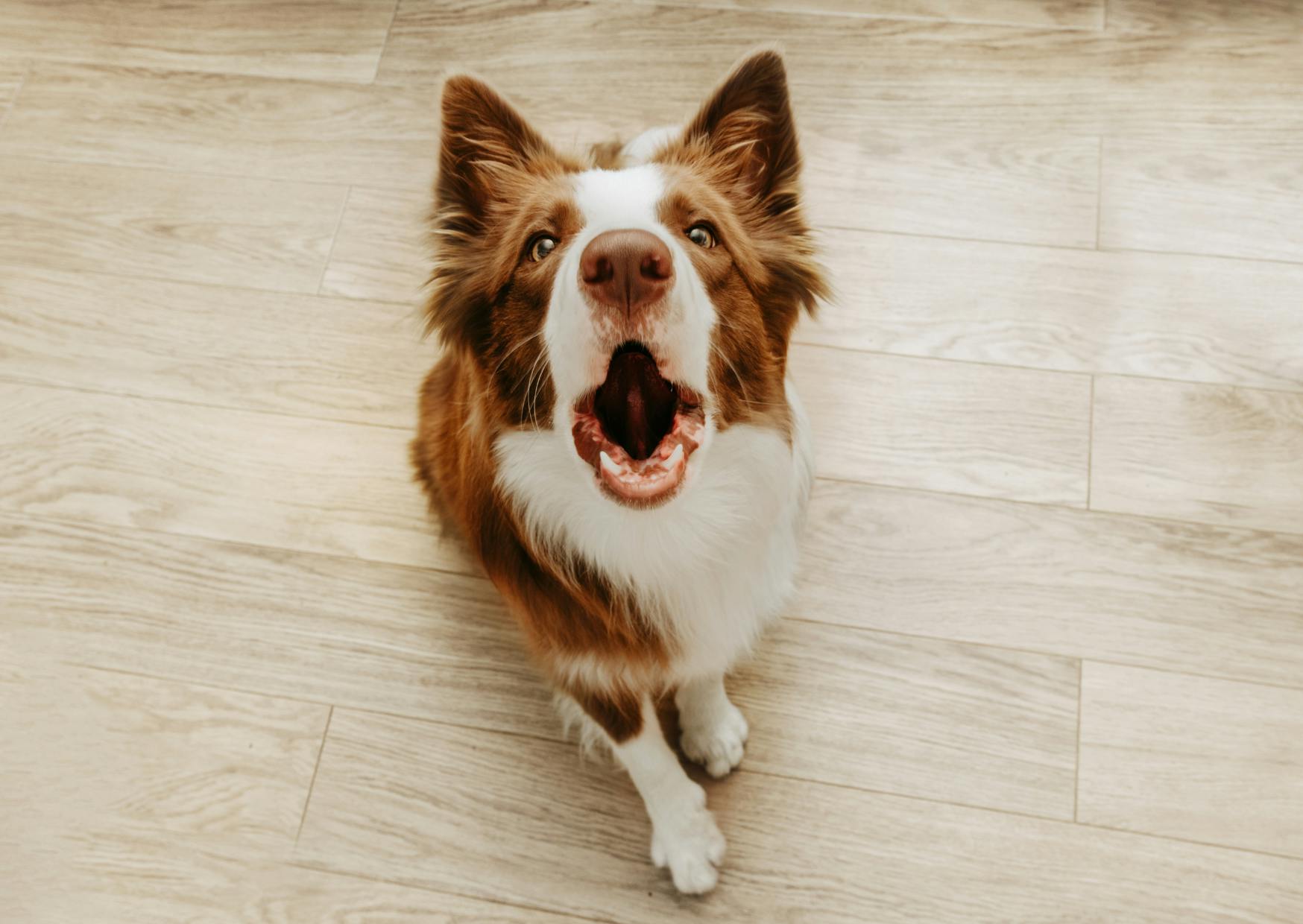Border Collie qui fait le loup