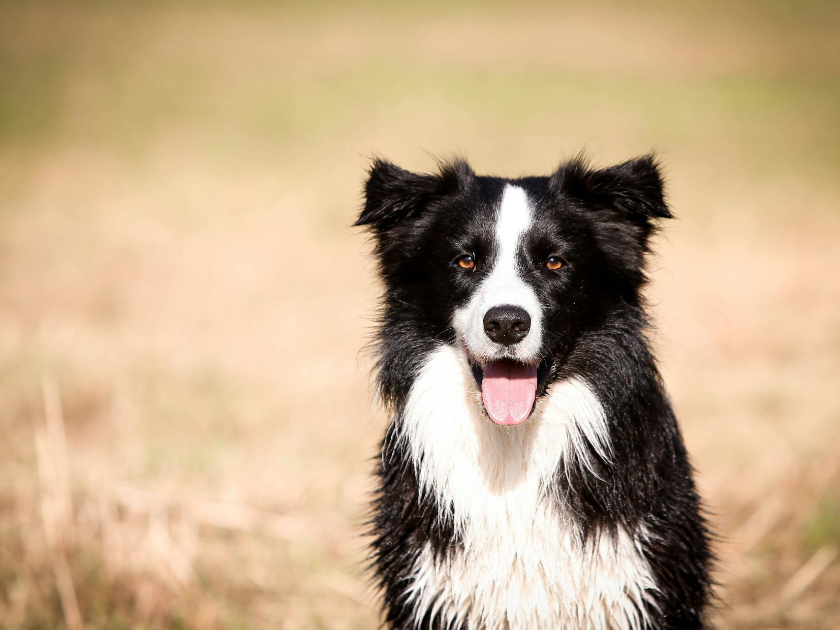 Border Collie qui tire la langue et regarde l'objectif