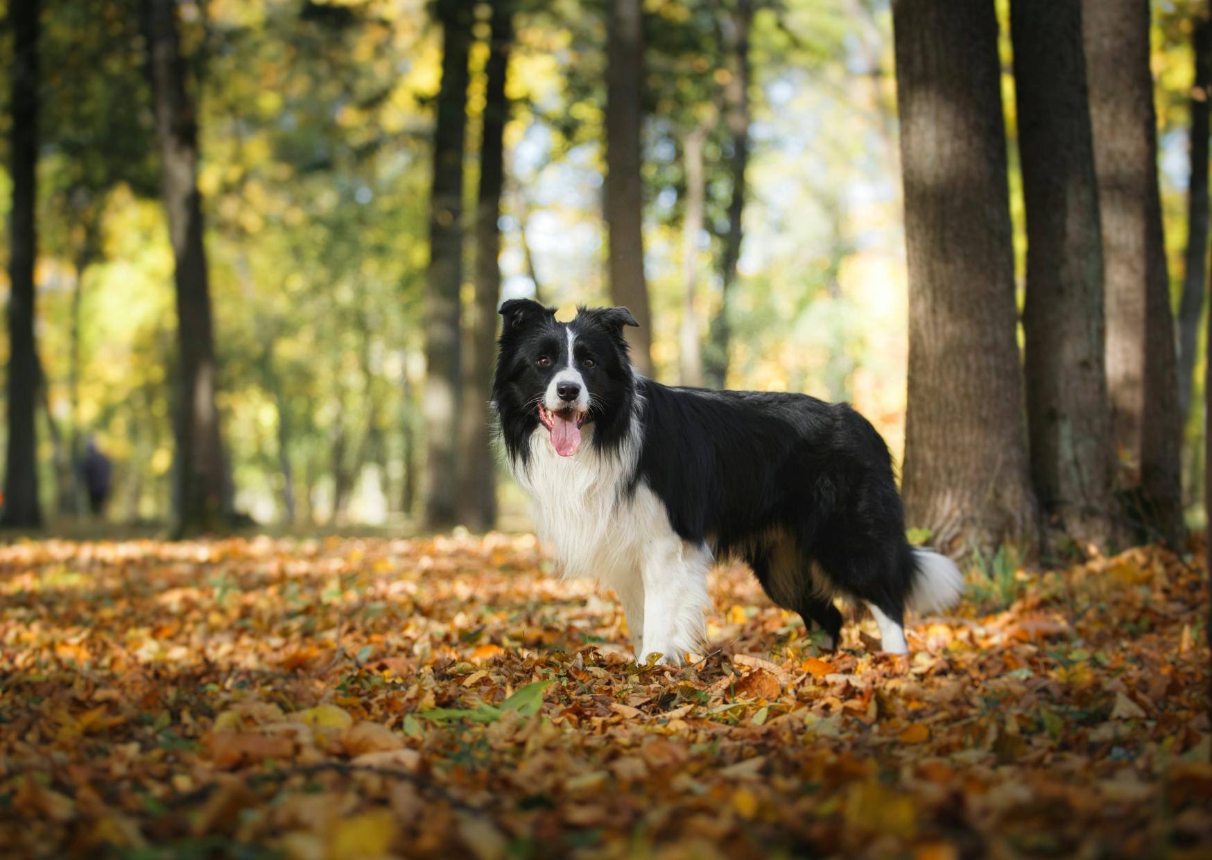 Border Collie dans une forêt, il regarde au loin