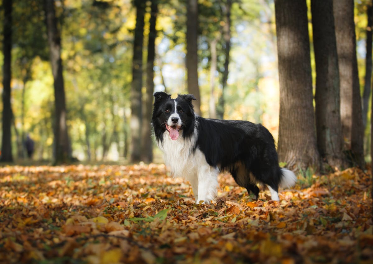 Border Collie dans une forêt, il regarde au loin