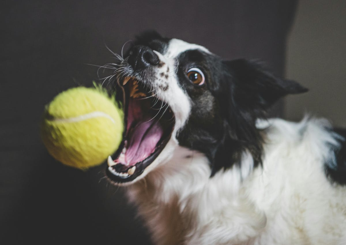 Border Collie qui essai d'attraper une balle de tennis