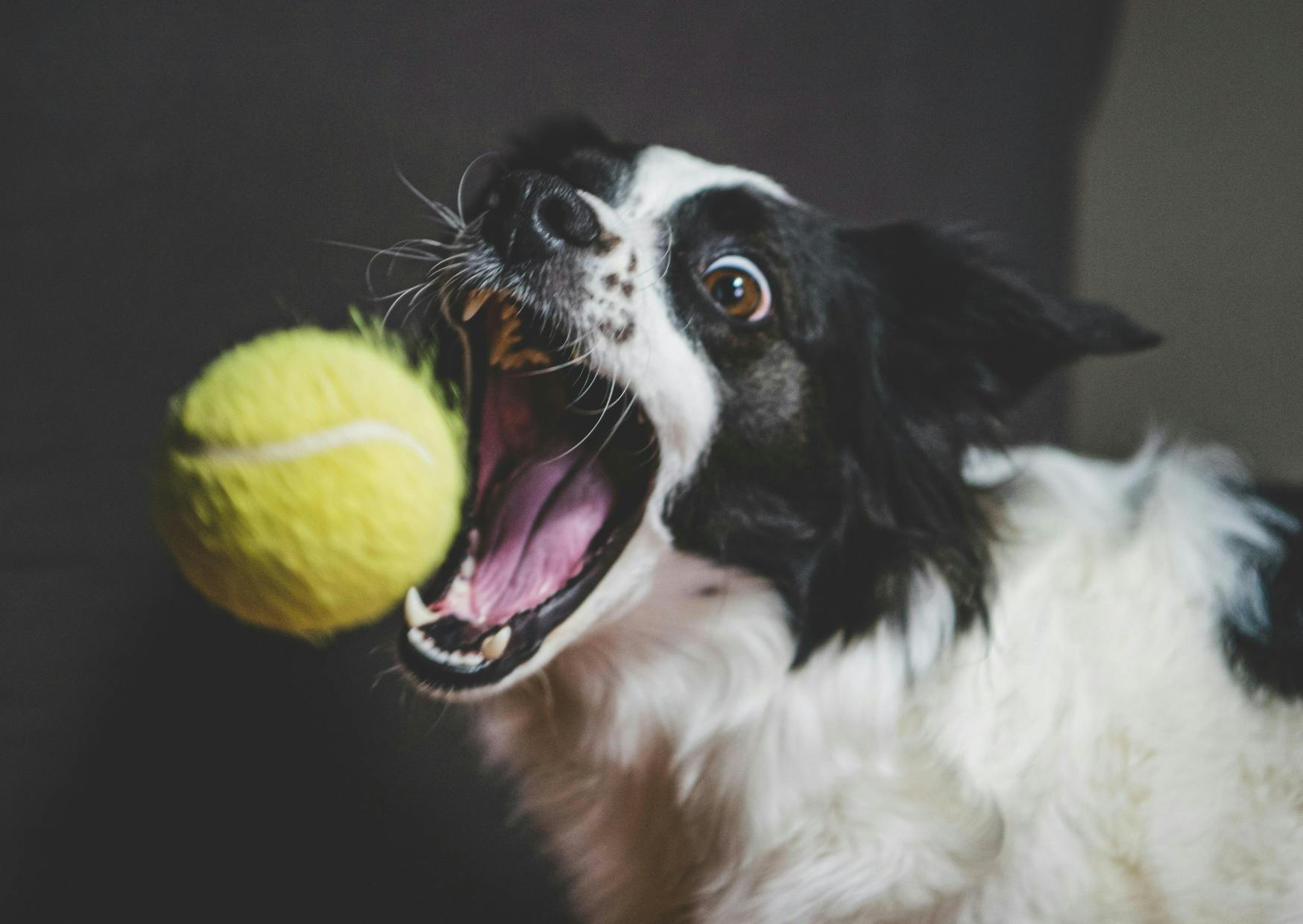Border Collie qui essai d'attraper une balle de tennis