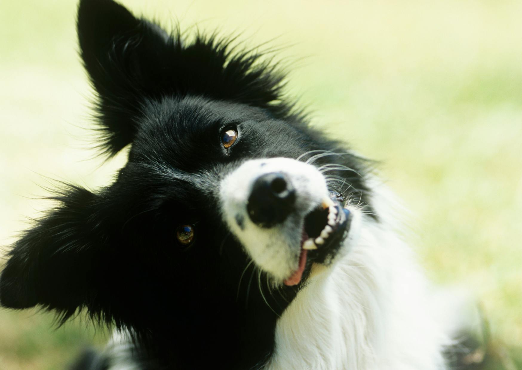 Border Collie qui tourne la tête avec un air cureiux