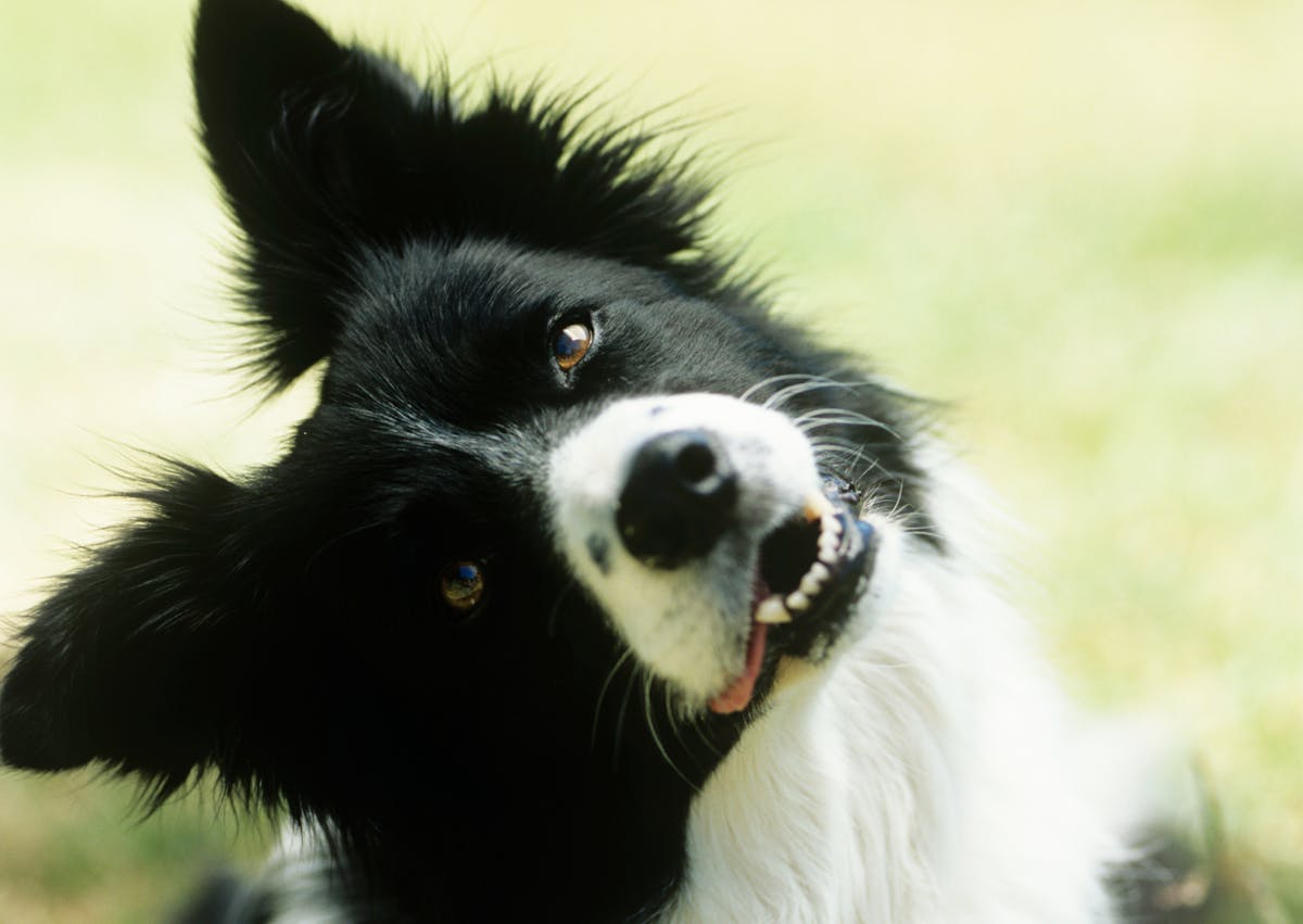 Border Collie qui tourne la tête avec un air cureiux 