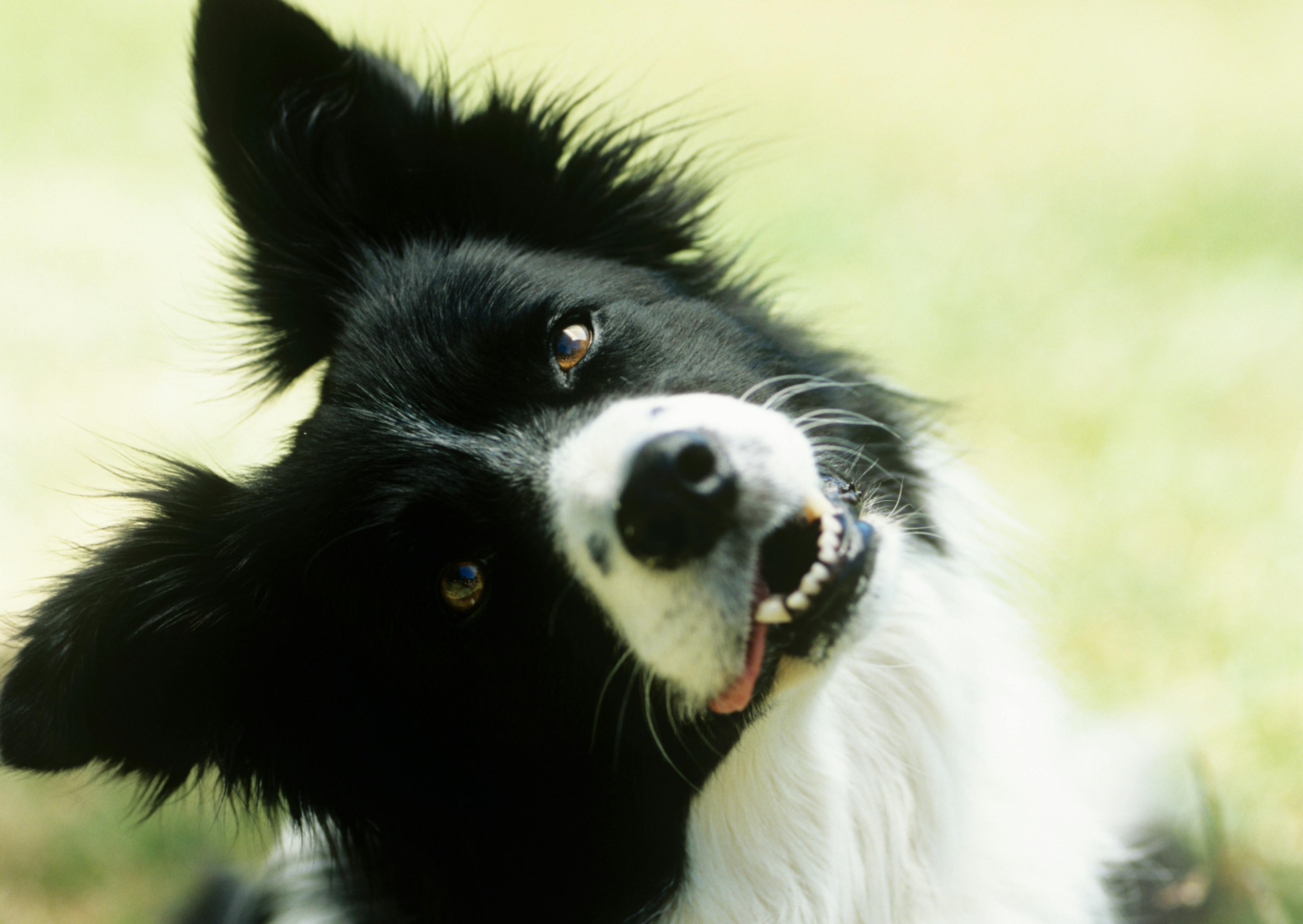Border Collie qui tourne la tête avec un air cureiux 