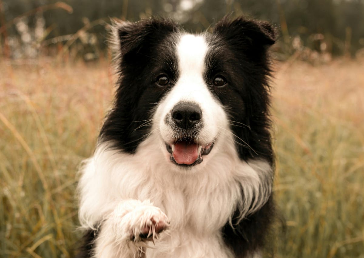 Border Collie dehors, il lève la patte