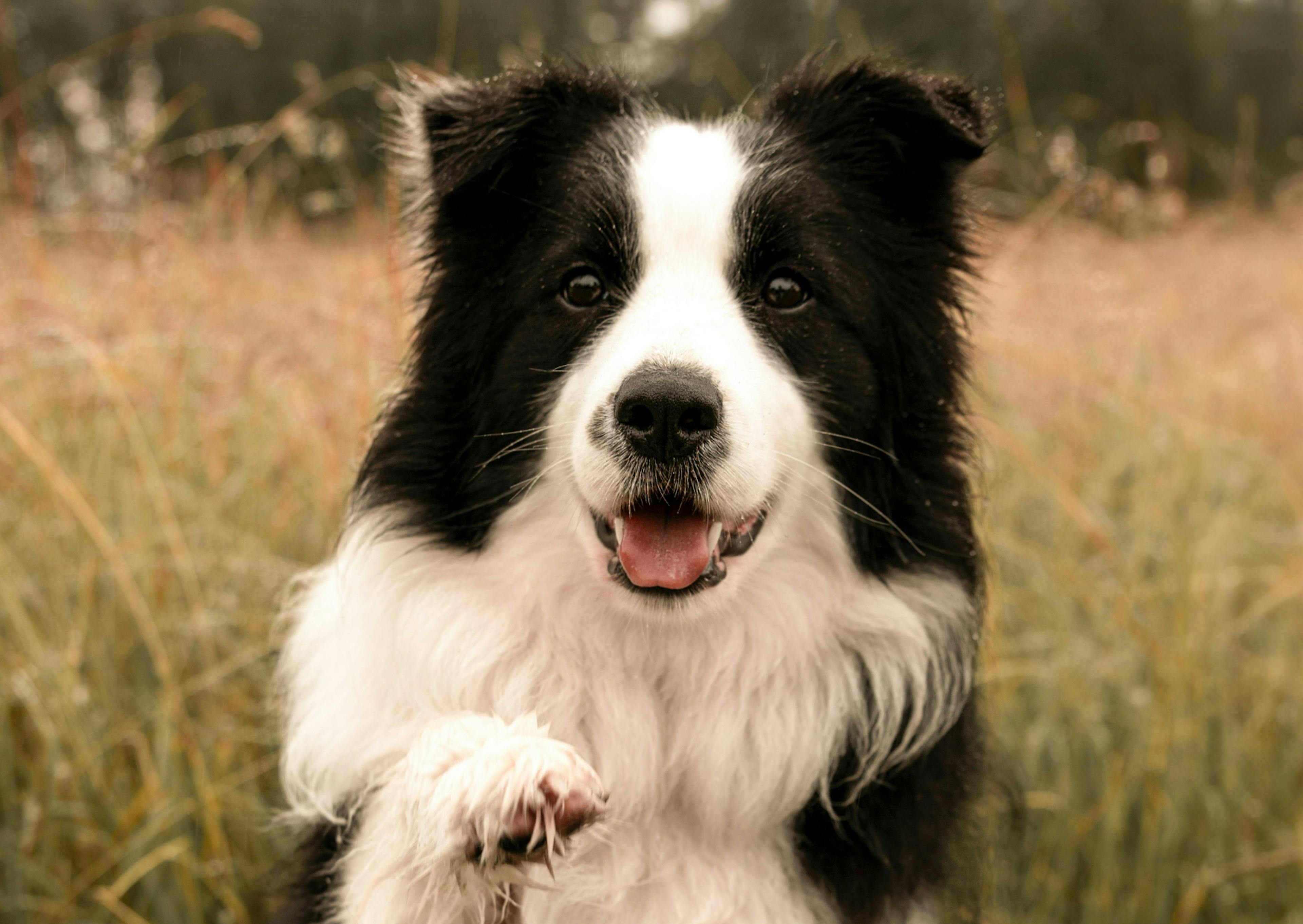 Border Collie dehors, il lève la patte 