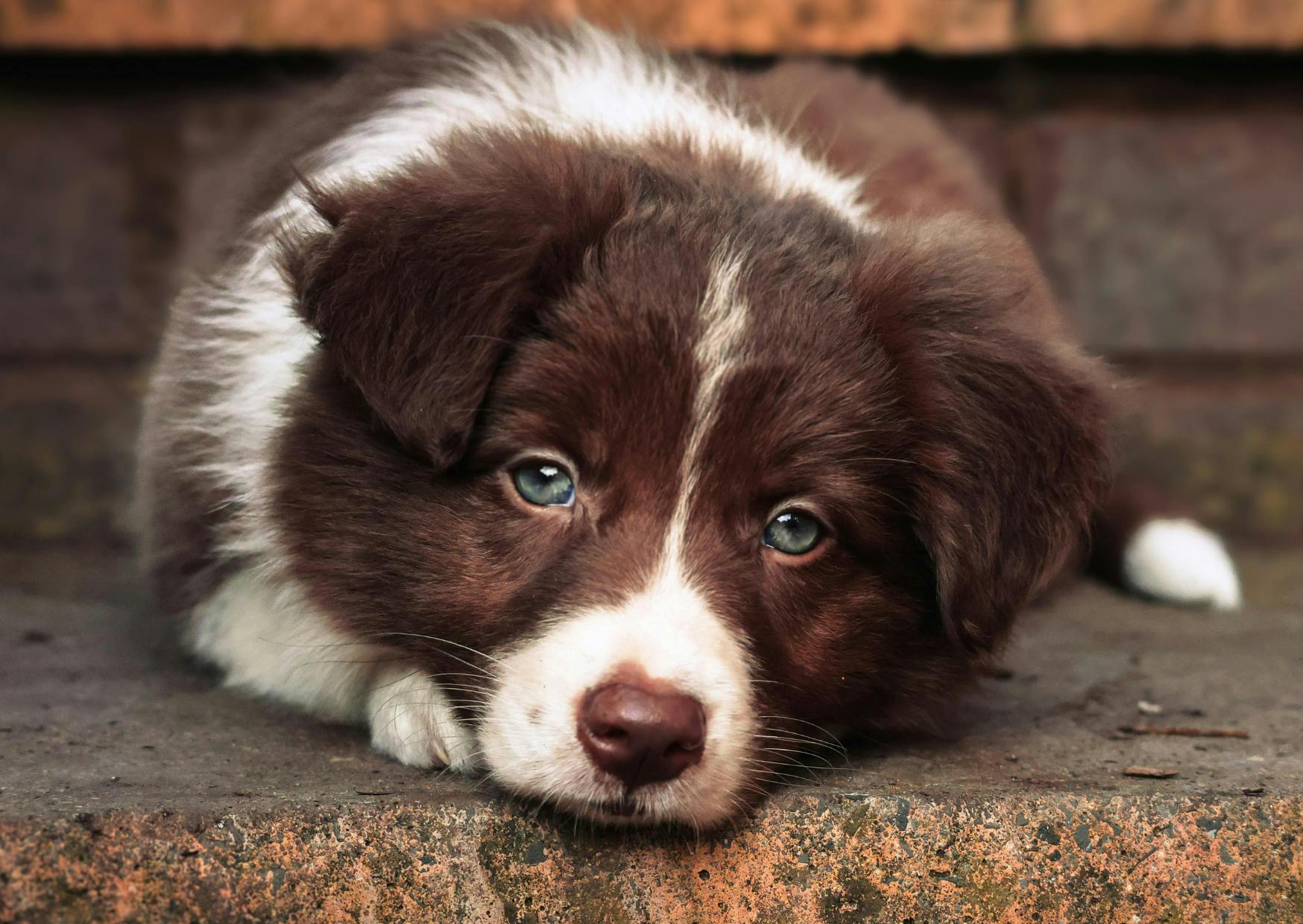 Chiot Border Collie couché sur des marches en pierre