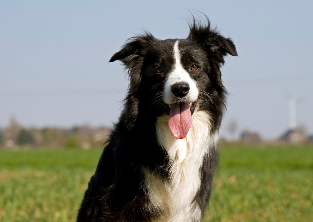 Border Collie assis, il tire la langue