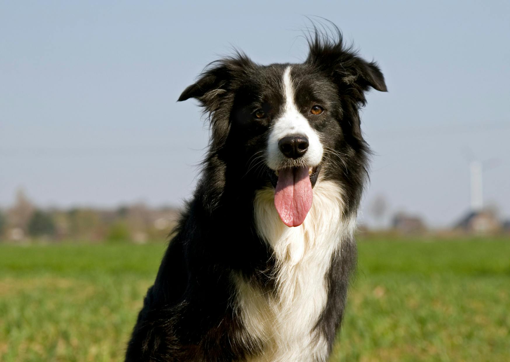 Border Collie assis, il tire la langue