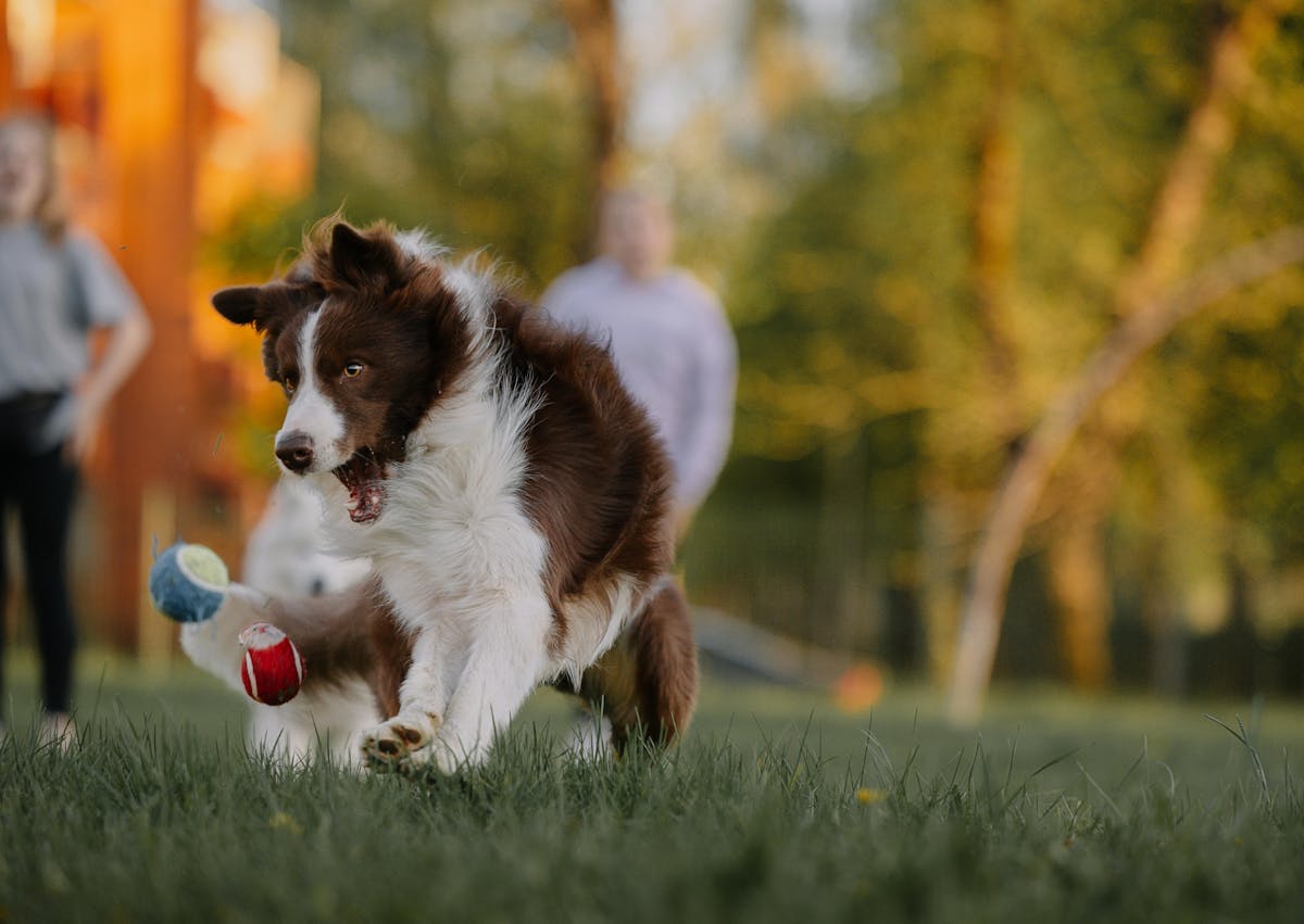 Border Collie qui joue avec deux bal dans une pelouse
