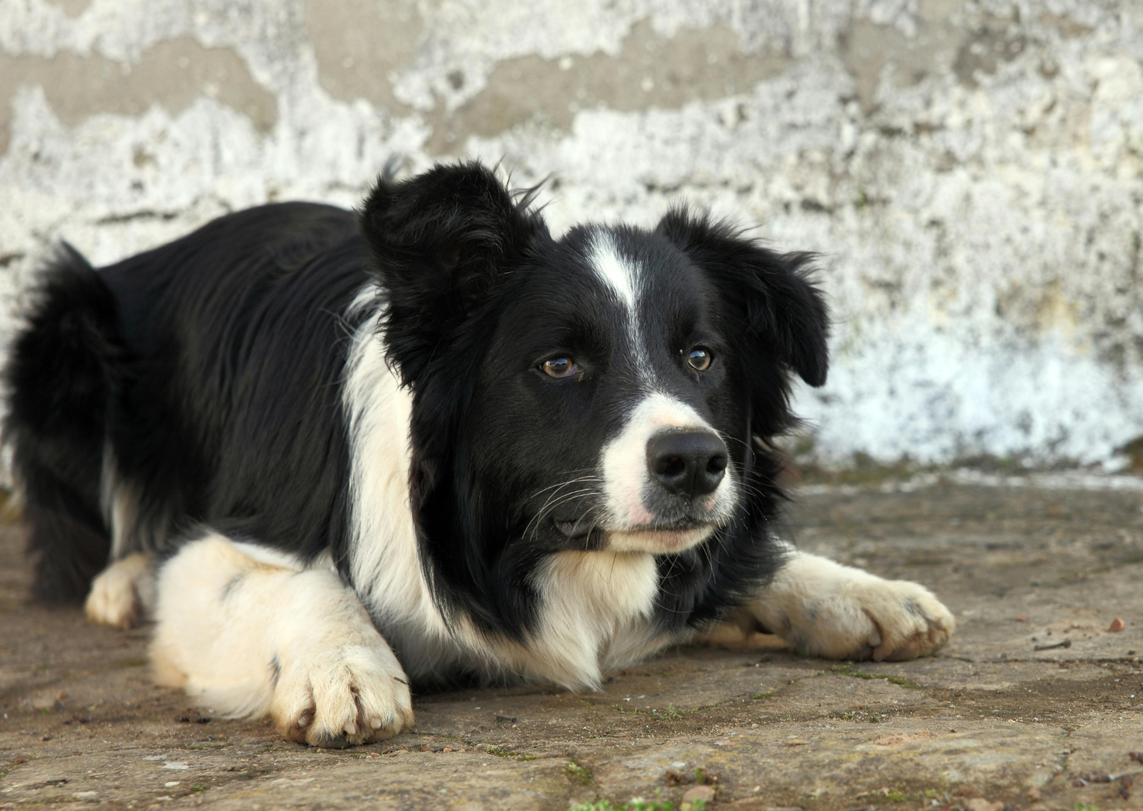 Border Collie qui est couché au bord de la mer 