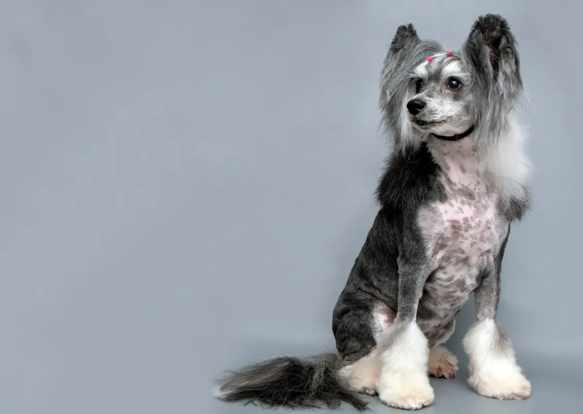 Chien chinois à crête sur un fond bleu gris, il est assis et regarde sur le côté 