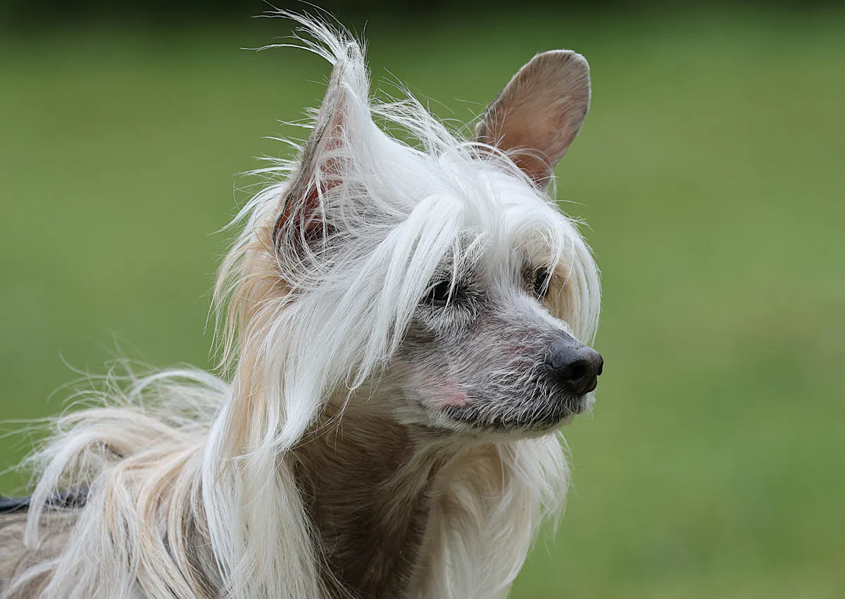 Chien chinois à crête qui prend le vent dehors