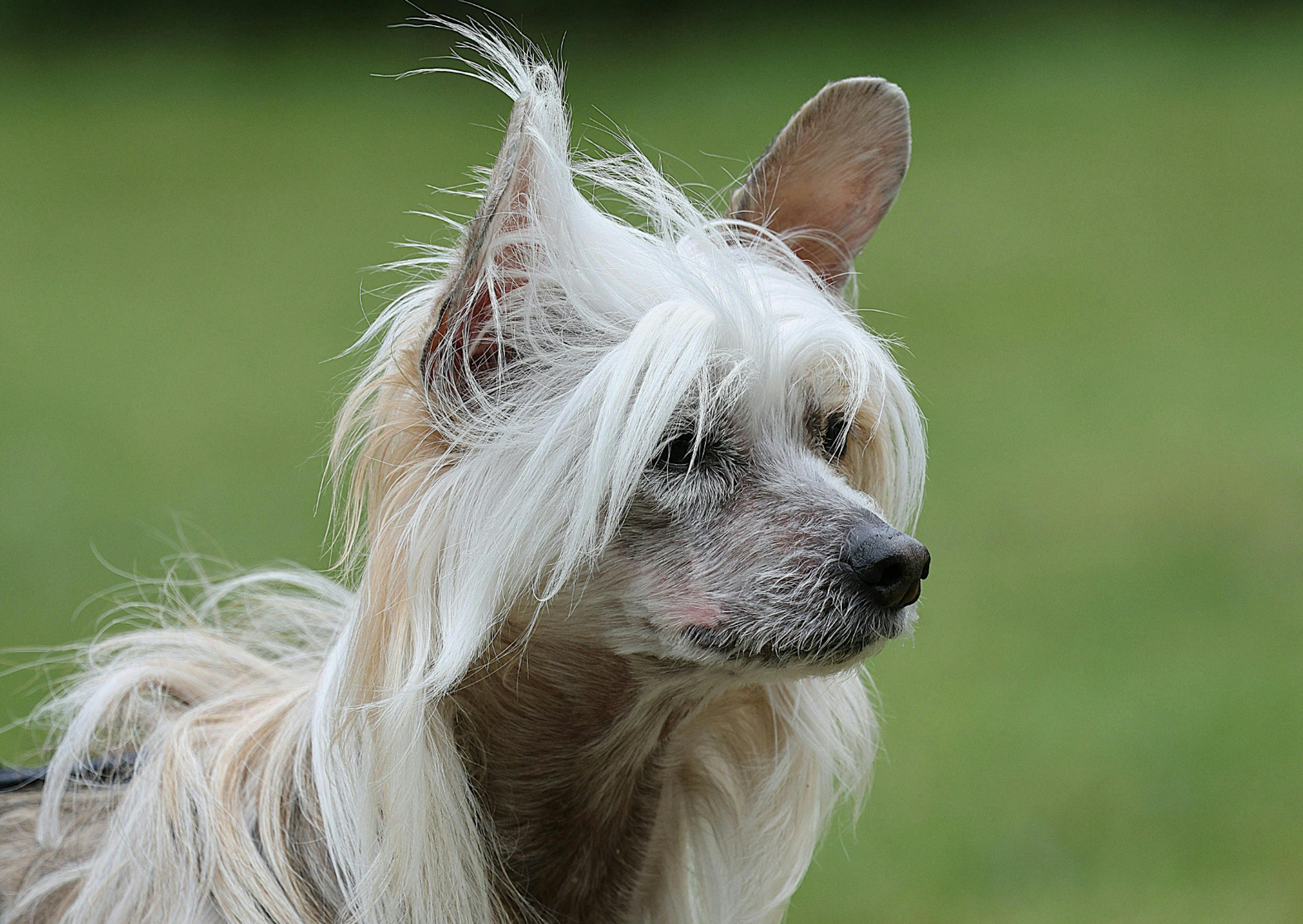 Chien chinois à crête qui prend le vent dehors 