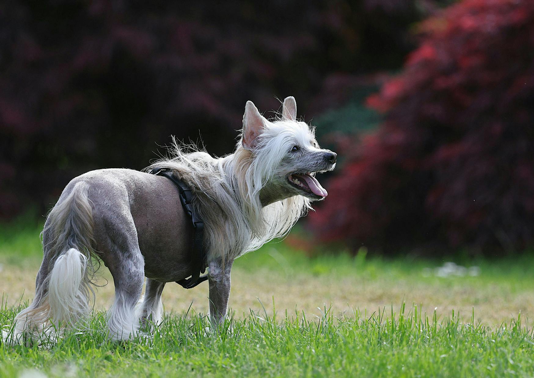 Chien chinois à crête sur une pelouse