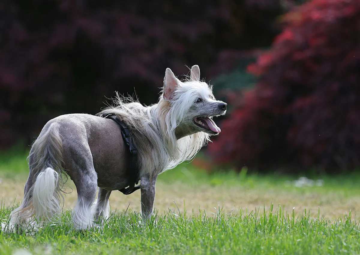 Chien chinois à crête sur une pelouse 